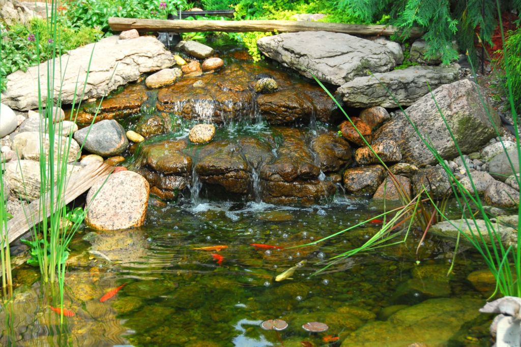 a backyard pond with koi fish