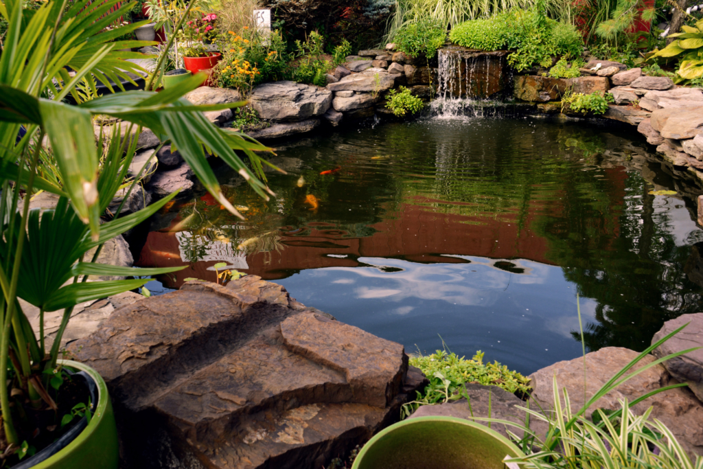 a backyard pond with koi fish