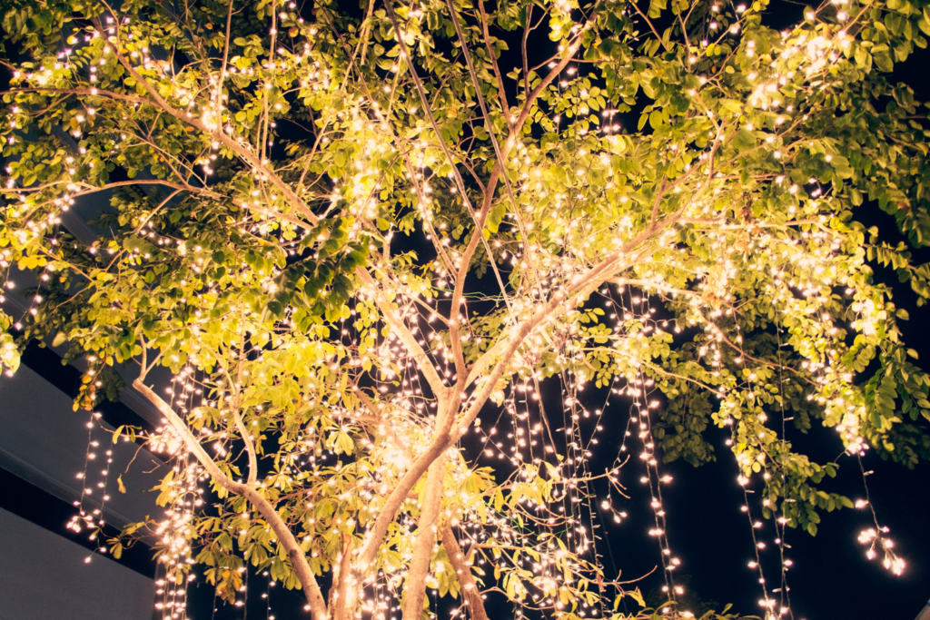 string lighting on a tree