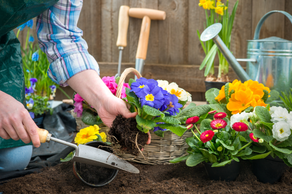 A woman planting Pansey flowers in a flower garden and marigolds with a water can in the background.