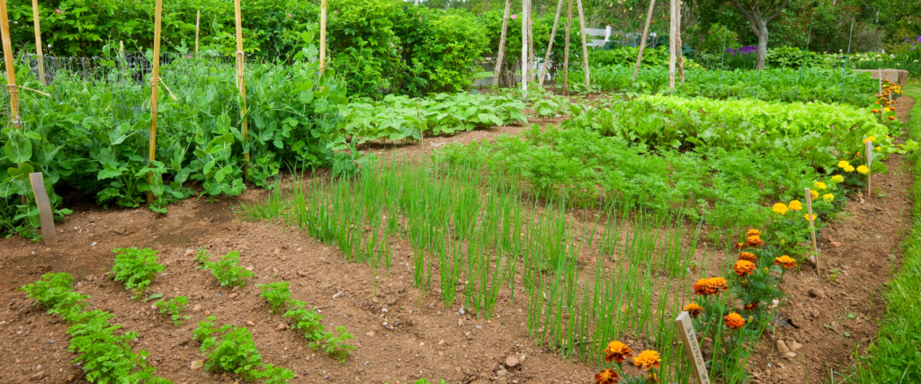 a large planted growing garden with marigolds planted on one side