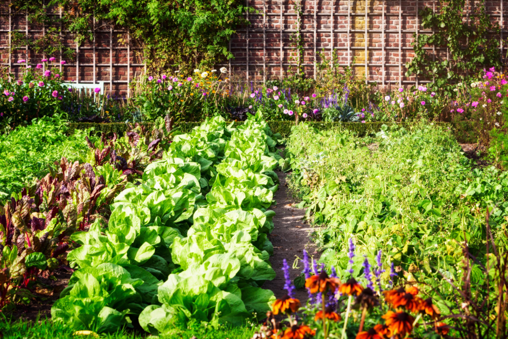 rows of vegetables in a garden