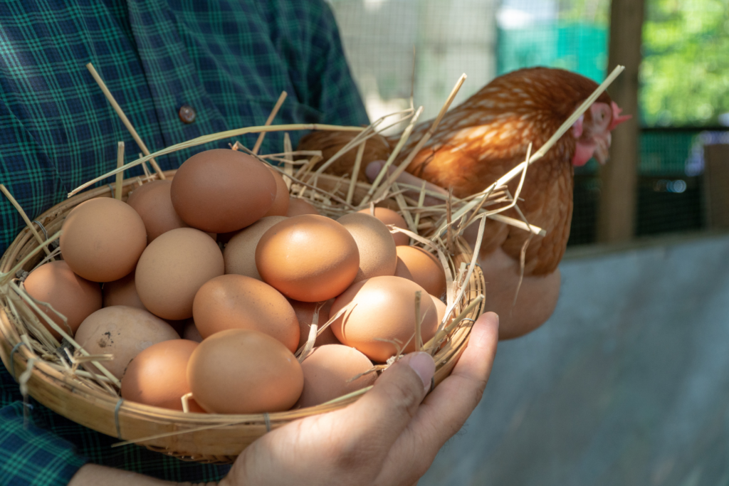 a person holding a brown chicken in left hand and a basket of eggs in right hand.