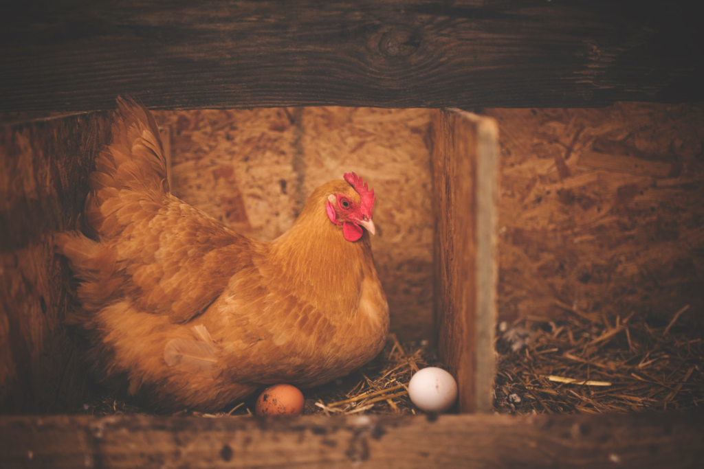 A brown chicken in a nesting box with two eggs.