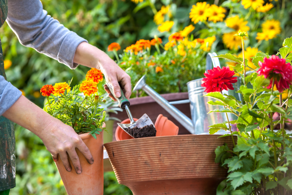 Pollination flower garden with a woman using gardening tools