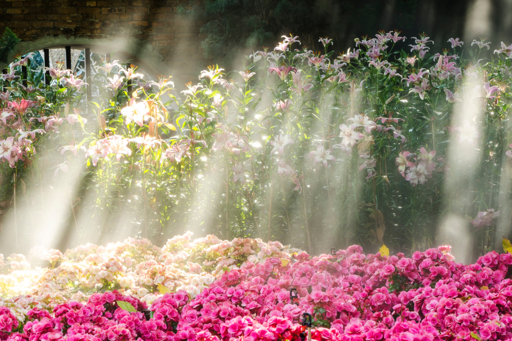 Pink flower garden with the sun beaming down onto the garden