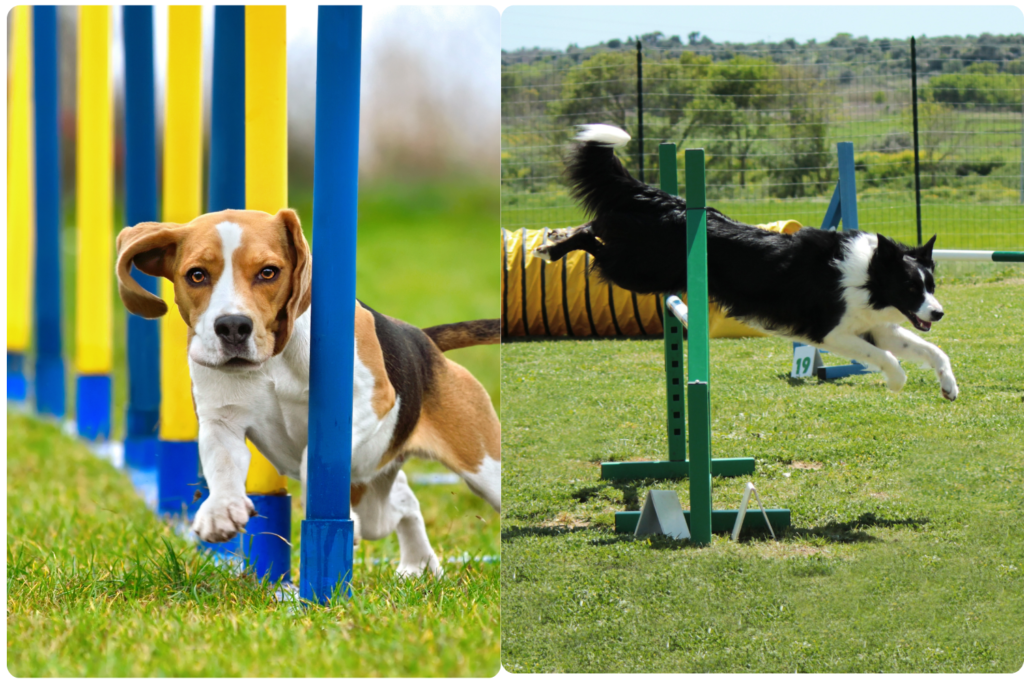 Dog agility course