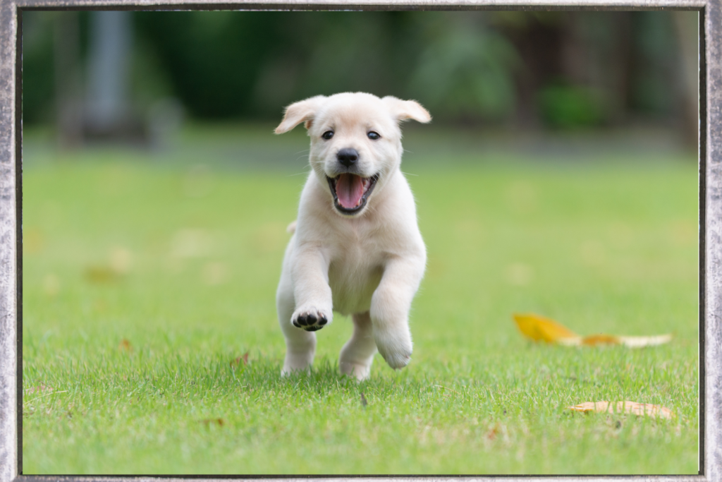 Dog in yard