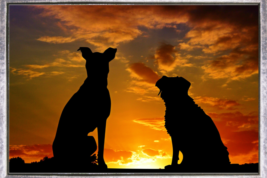 Dogs at sunset