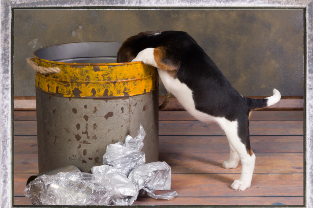 Puppy in garbage can