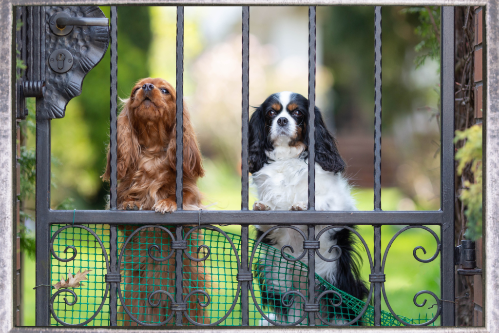 Dogs puppy puppies at gate