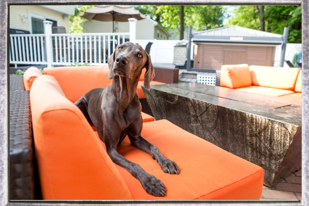 Dog on patio deck furniture