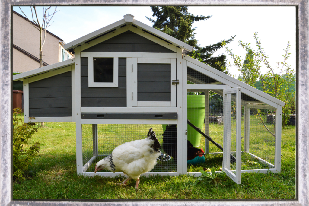 chicken coop with chickens in the city town