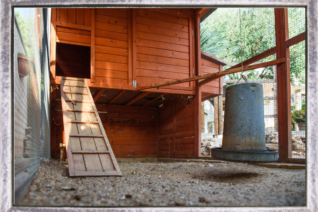 Chicken coop with chickens