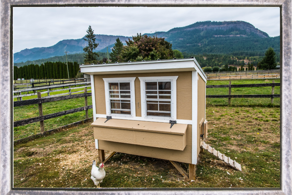 Chicken coop with chickens in backyard