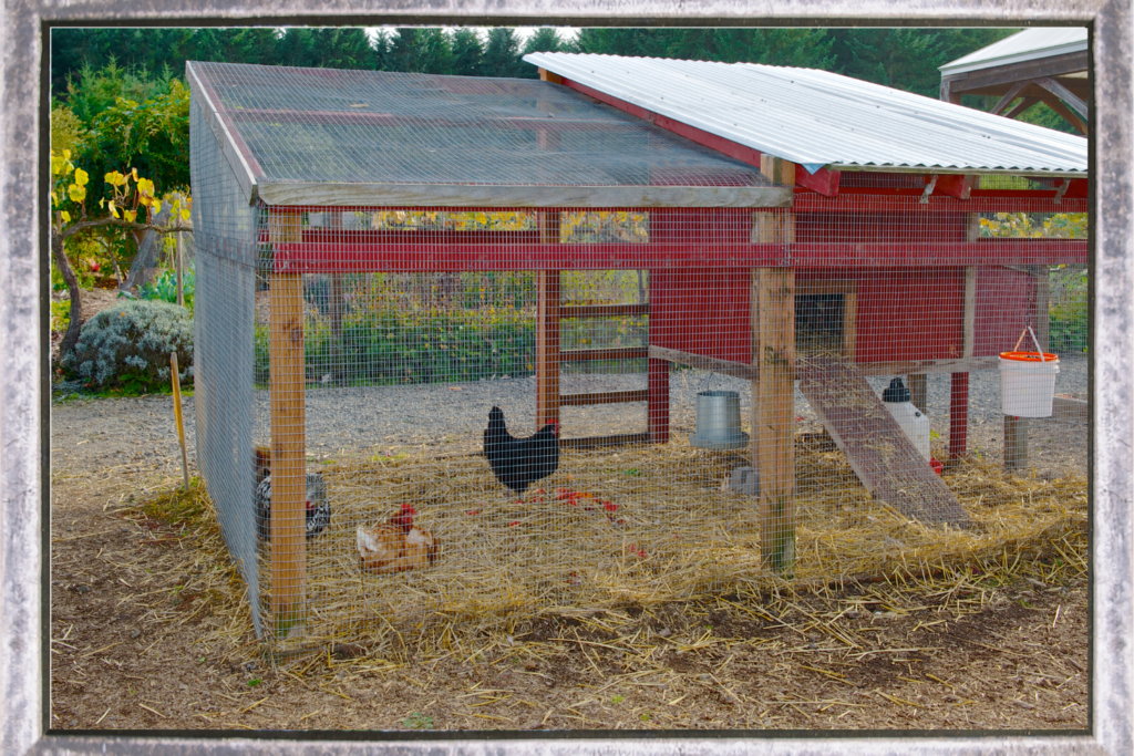 Chicken coop with chickens