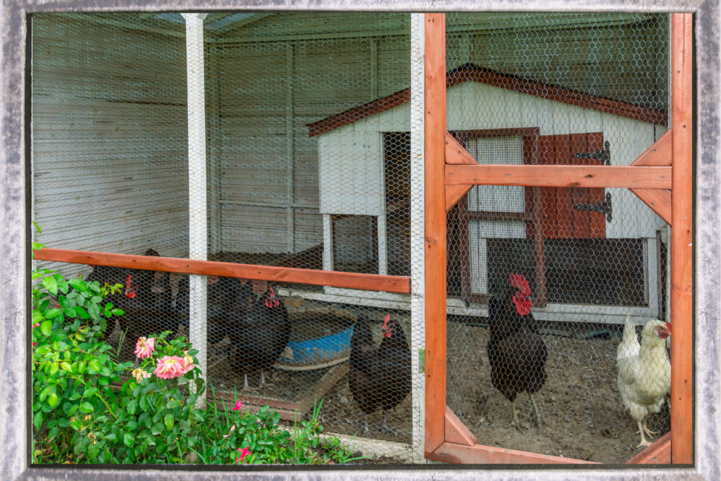 chicken coop with chickens