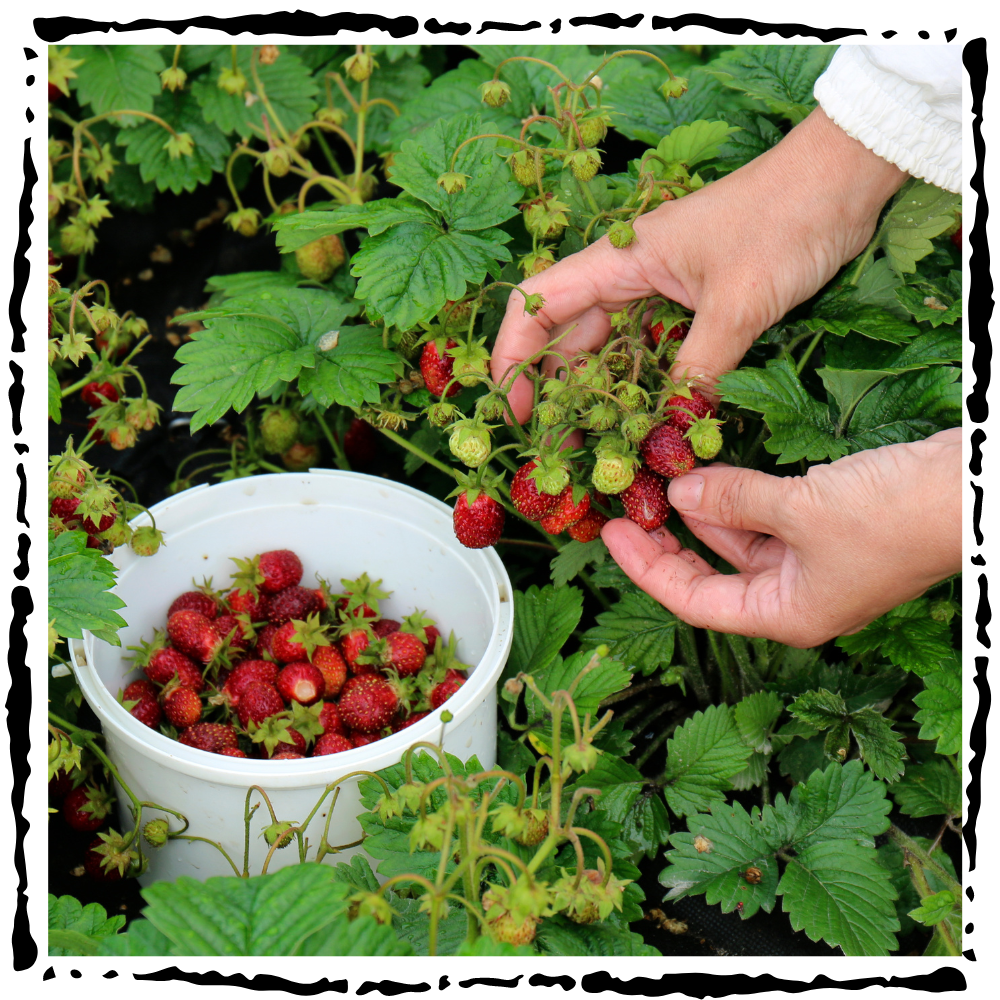 strawberry garden