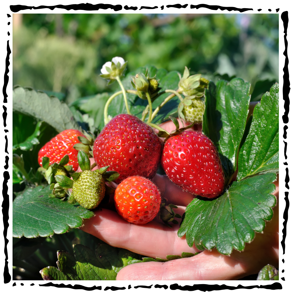 strawberry garden