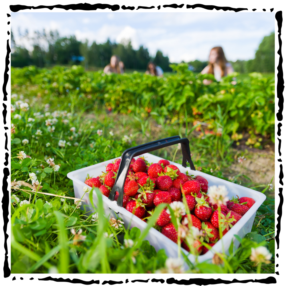 strawberry garden