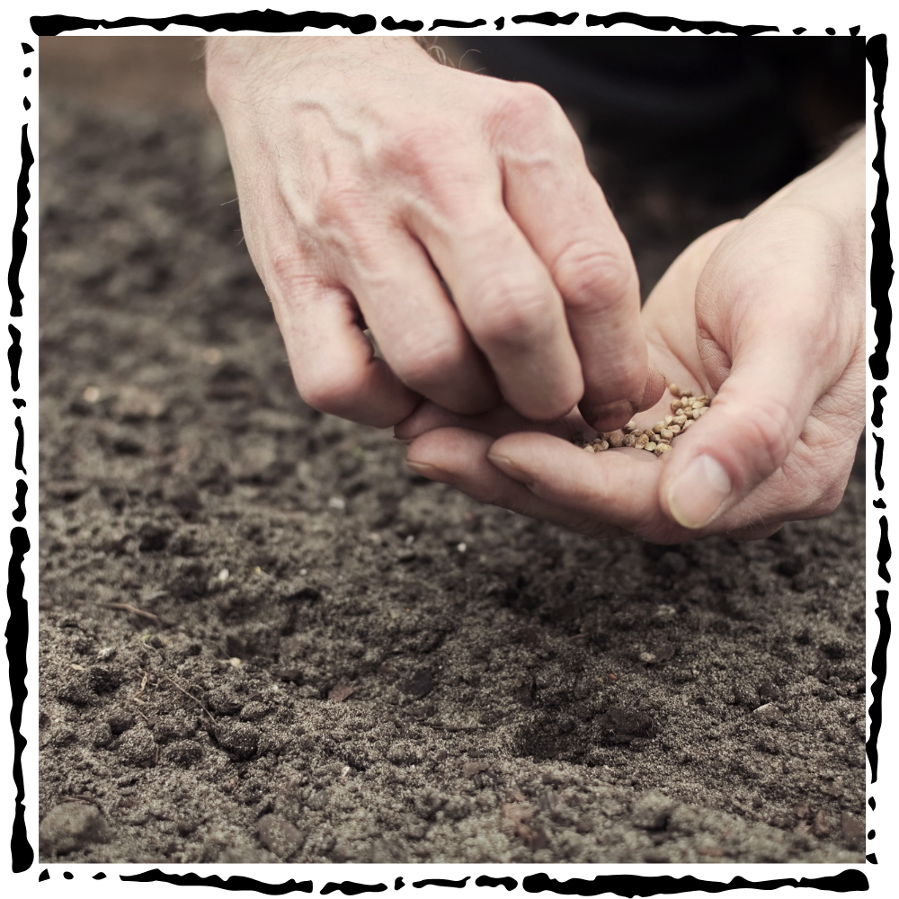 planting garden seeds