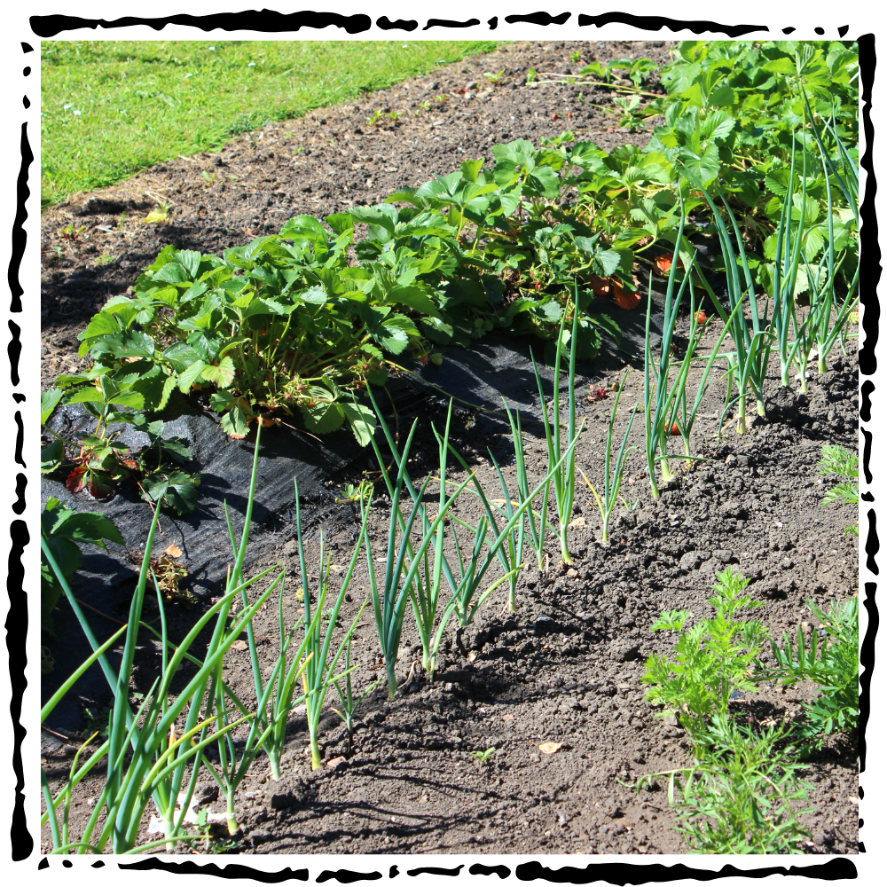 companion garden planting plants in a row